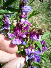 Lathyrus vernus