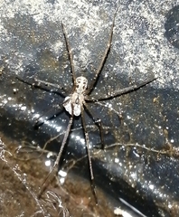 Physocyclus