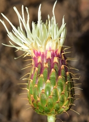 Klasea flavescens mucronata