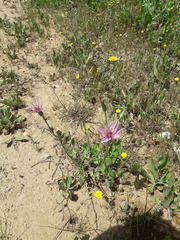 Pseudopodospermum papposum