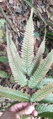 Pteris linearis