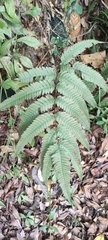 Pteris linearis