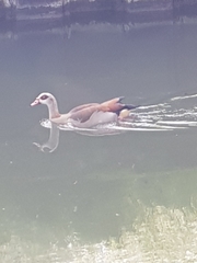 Alopochen aegyptiaca