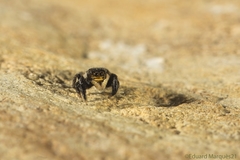 Euophrys herbigrada