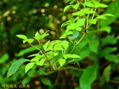 Eleutherococcus trifoliatus setosus