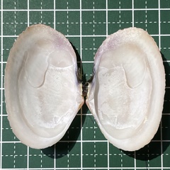Asaphis violascens