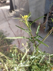 Sisymbrium irio