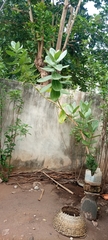 Calotropis procera image