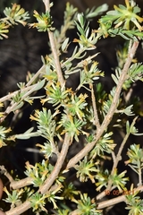 Thymelaea argentata