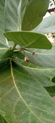 Calotropis procera image