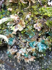 Arthrorhaphis aeruginosa