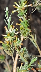 Thymelaea argentata