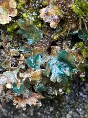 Arthrorhaphis aeruginosa