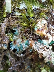 Arthrorhaphis aeruginosa