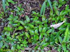 Belosynapsis ciliata