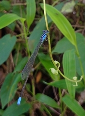 Archibasis oscillans