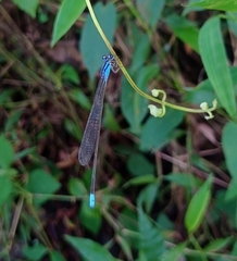 Archibasis oscillans