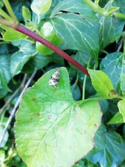 Syricoris