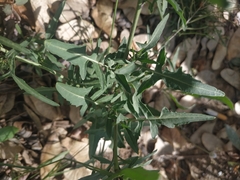 Sisymbrium irio