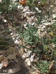 Sisymbrium irio