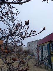 Alnus alnobetula fruticosa