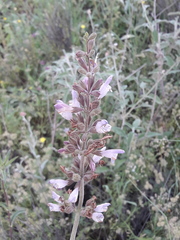 Salvia fruticosa
