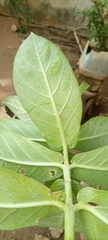 Calotropis procera image