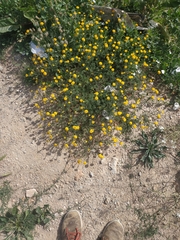 Anacyclus valentinus