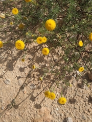 Anacyclus valentinus