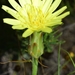 Scorzonera angustifolia - Photo (c) faluke, μερικά δικαιώματα διατηρούνται (CC BY-NC), uploaded by faluke