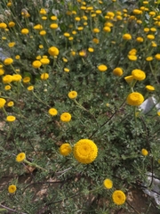 Anacyclus valentinus