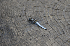 Orthetrum japonicum