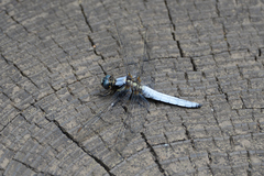 Orthetrum japonicum