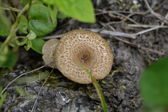 Fungi