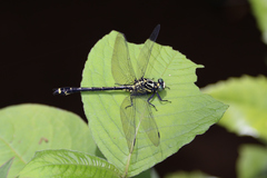 Asiagomphus melaenops