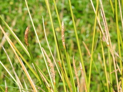 Eleocharis dulcis