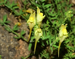 Linaria verticillata verticillata