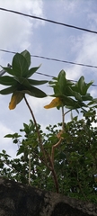 Calotropis procera image