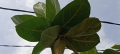 Calotropis procera