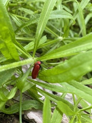 Pyrochroa coccinea