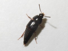 Tachinus rufipes