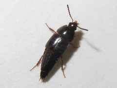 Tachinus rufipes