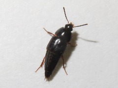 Tachinus rufipes