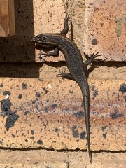 Trachylepis punctatissima