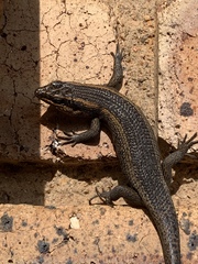 Trachylepis punctatissima