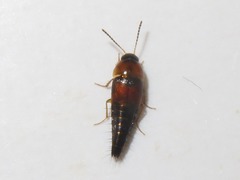 Tachyporus dispar