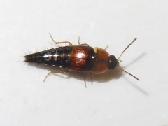 Tachyporus dispar