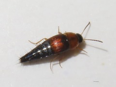 Tachyporus dispar
