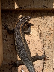 Trachylepis punctatissima