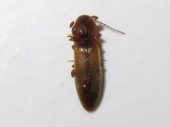 Dalopius marginatus